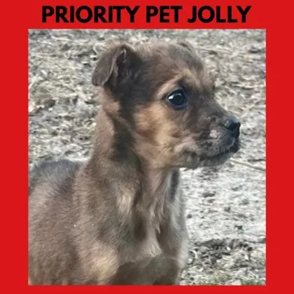 Jolly `a Priority Pet` thumbnail 3