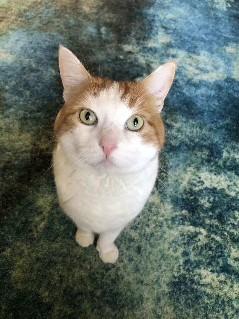 Spaghettio thumbnail 2