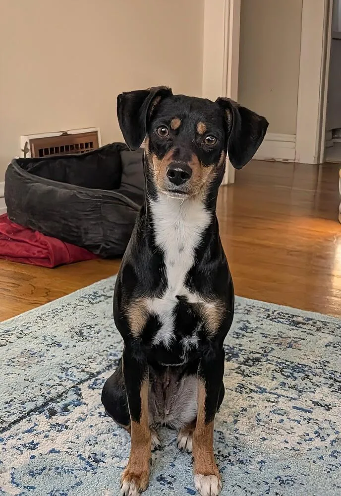 Laffy Taffy thumbnail 2