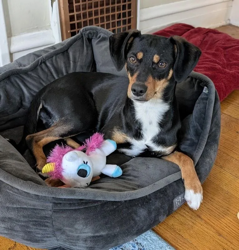 Laffy Taffy thumbnail 3