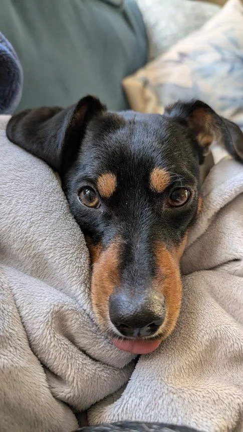 Laffy Taffy thumbnail 4