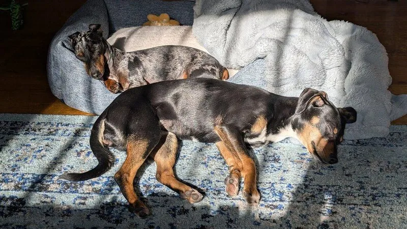 Laffy Taffy thumbnail 5