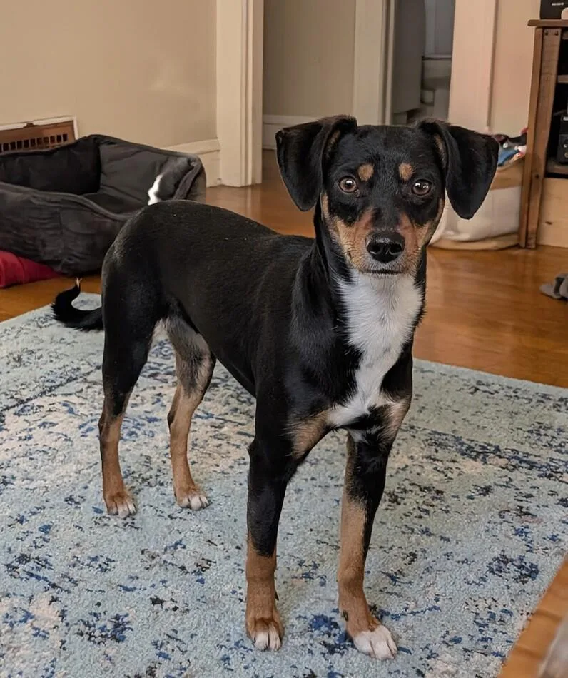 Laffy Taffy thumbnail 6