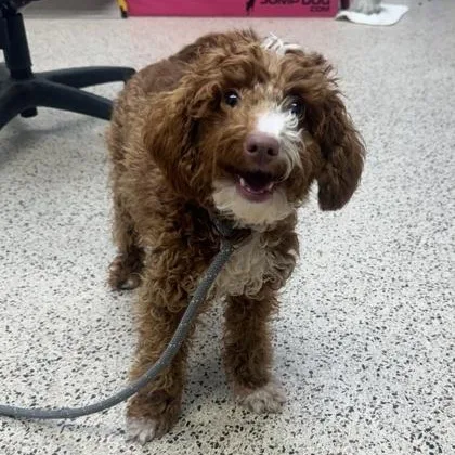 Princess Peach thumbnail 2