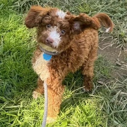 Princess Peach photo 1