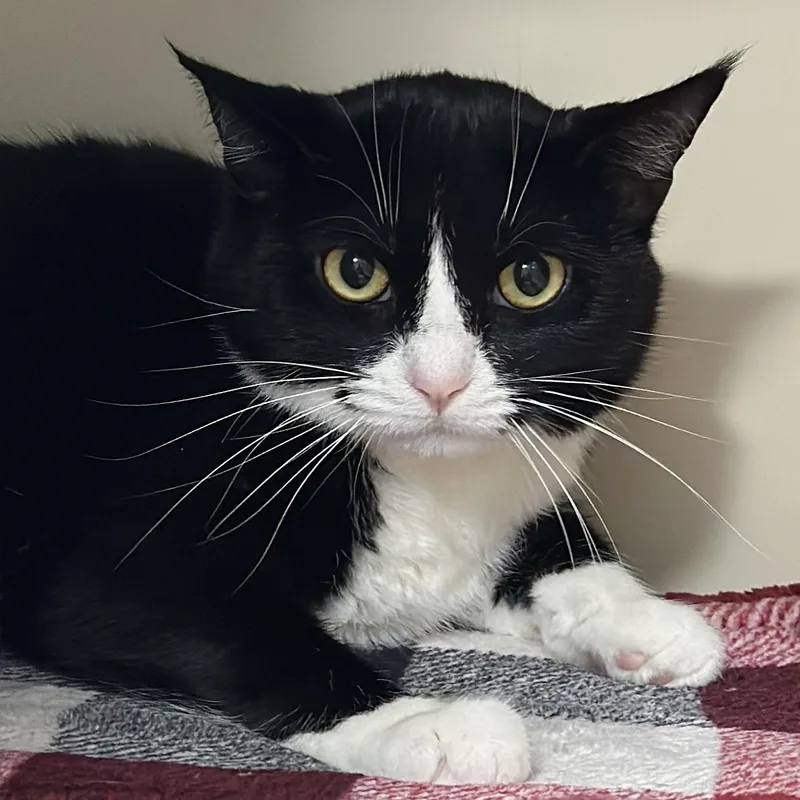 An adult large-sized female Domestic Short Hair cat named Luna for adoption in Victor, NY