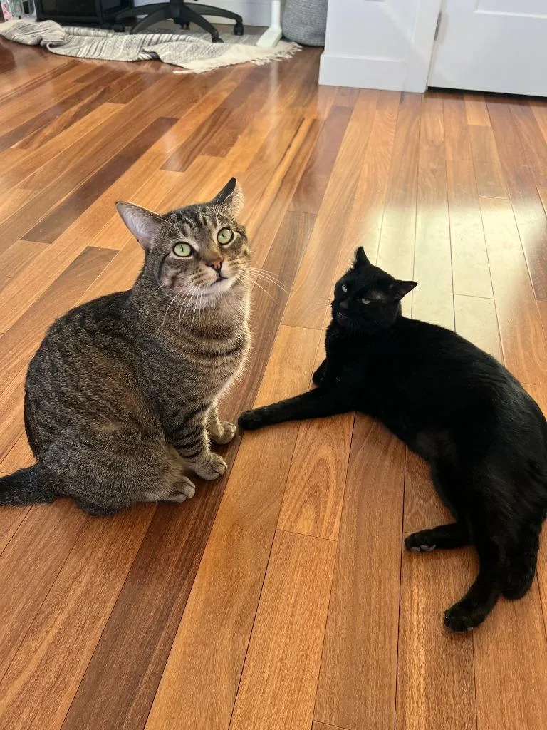 Stitch  Shadow thumbnail 2