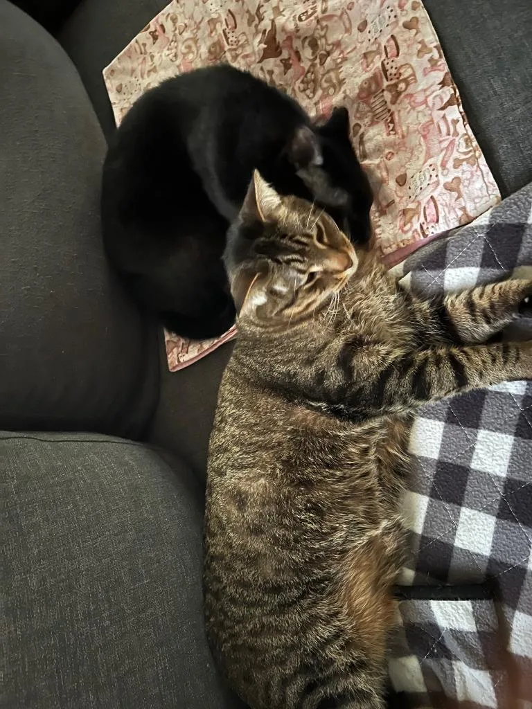 Stitch  Shadow thumbnail 3