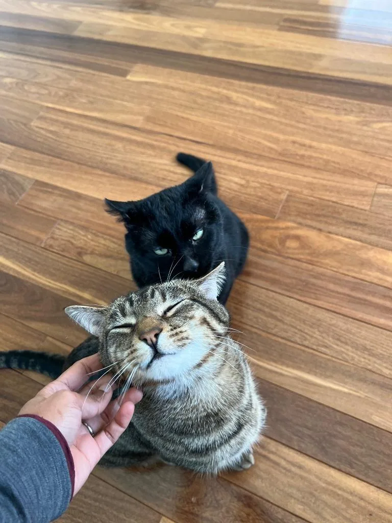 Stitch  Shadow thumbnail 4