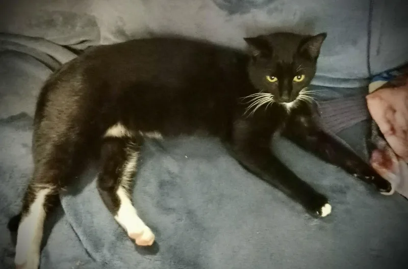 Chandler thumbnail 2