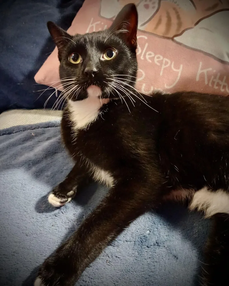 Chandler thumbnail 3