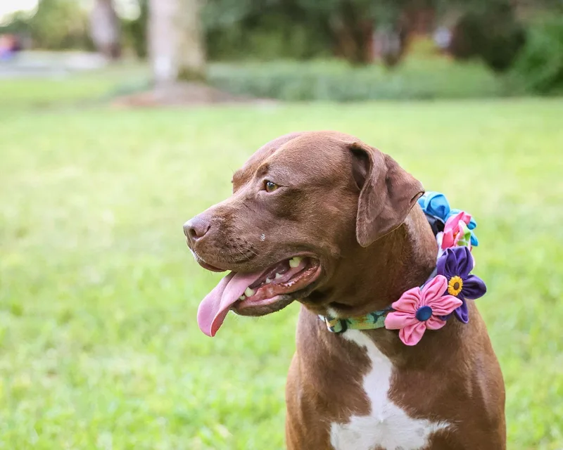 An adult medium-sized female Mixed Breed dog named Autumn for adoption in Gainesville, FL