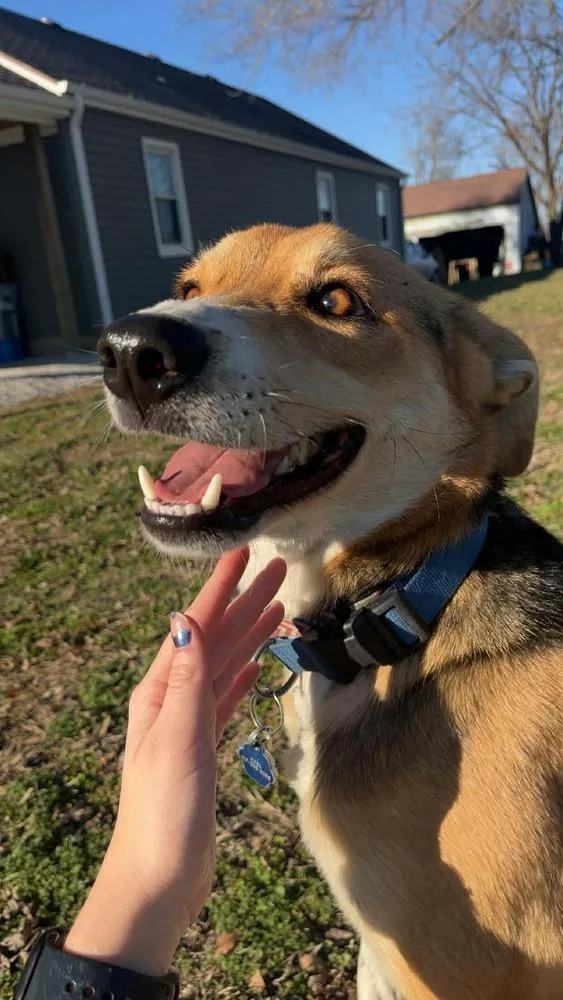 An adult medium-sized male Australian Cattle Dog / Blue Heeler dog named Axel for adoption in Bolivar, MO