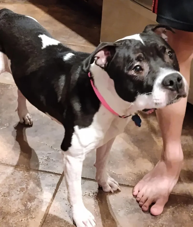 A young medium-sized female American Bulldog dog named Bailey for adoption in Dallas, TX