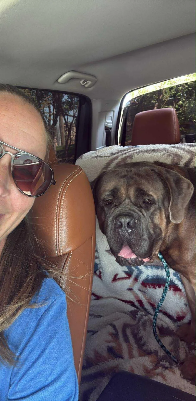 An adult extra large-sized male Dogue de Bordeaux dog named Bakugo for adoption in Dallas, TX