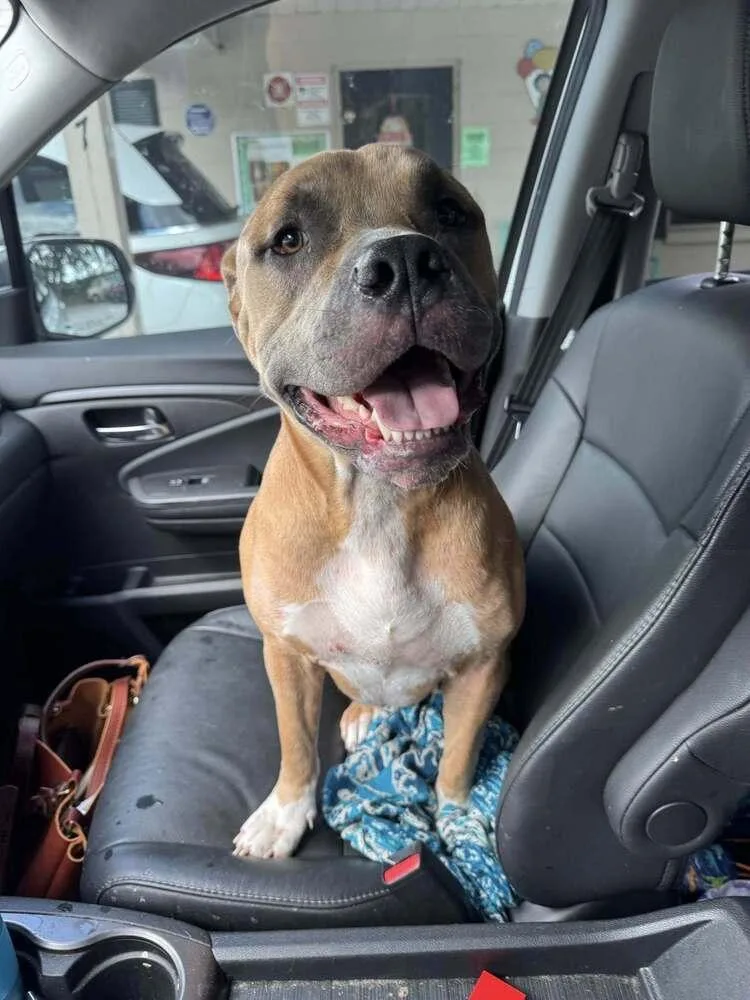 Godzilla thumbnail 4