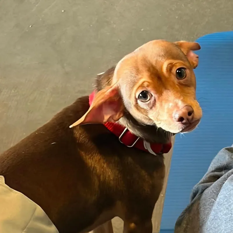 Cocoa Puffs thumbnail 2