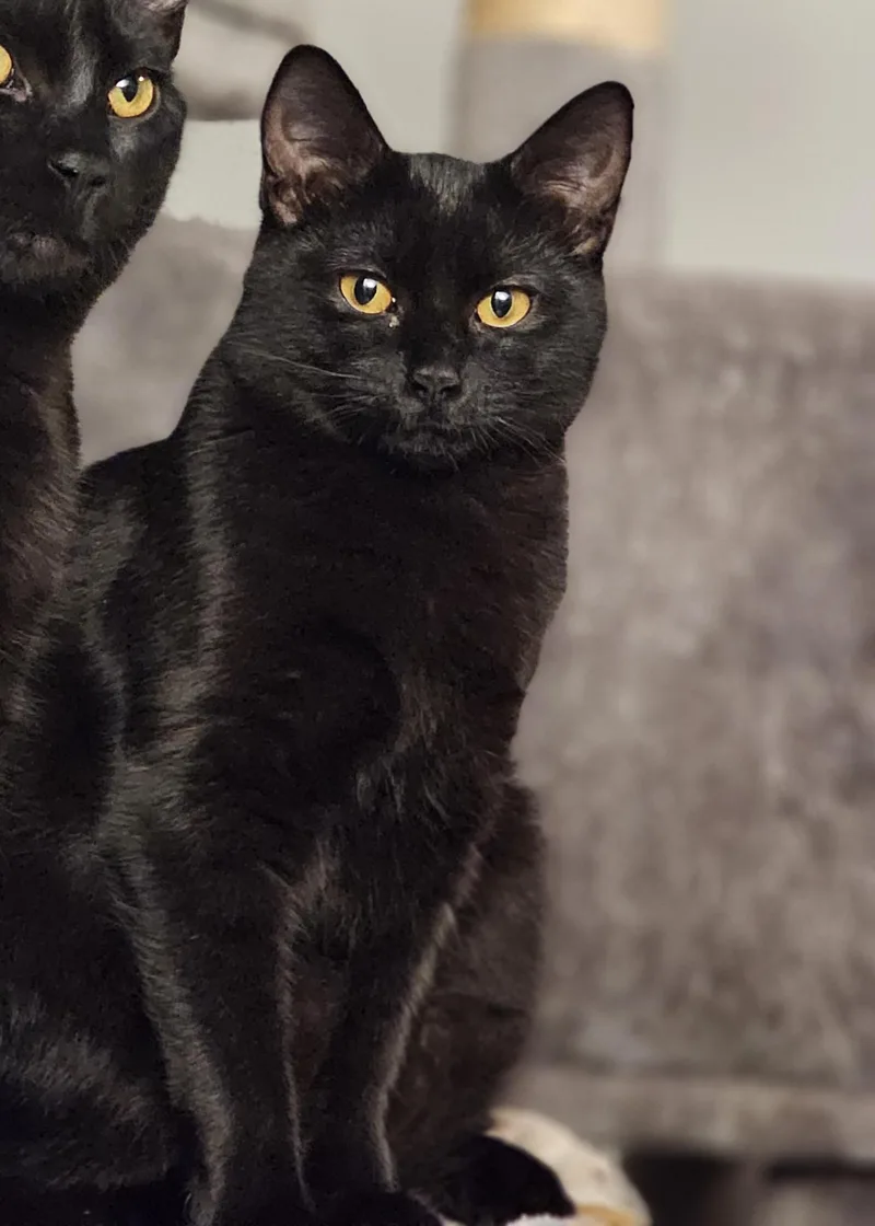 A baby medium-sized female Domestic Short Hair cat named Dove for adoption in Puyallup, WA