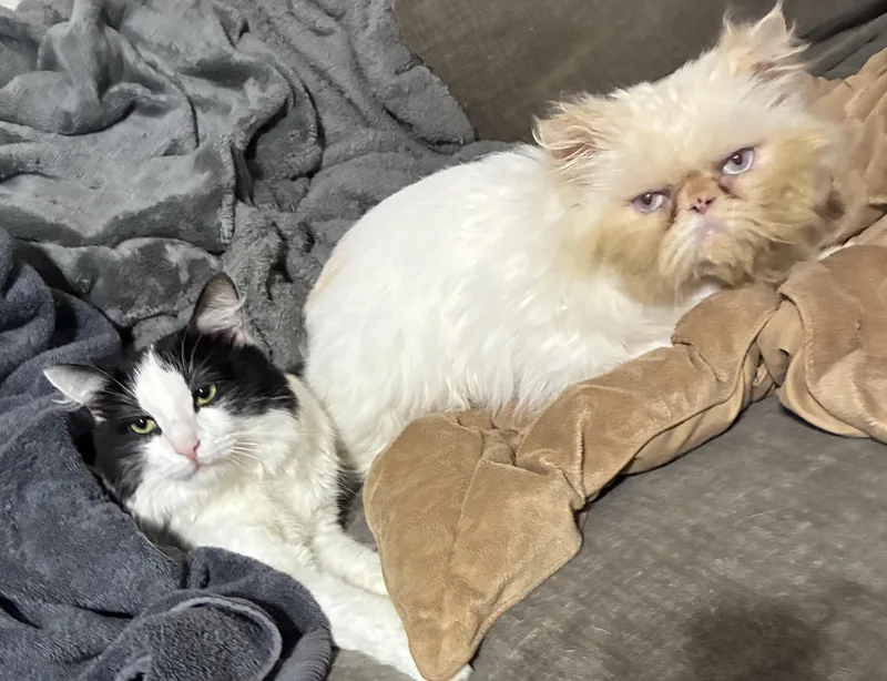 An adult medium-sized male Persian cat named Mr. Miyagi And Poe for adoption in Tampa, FL