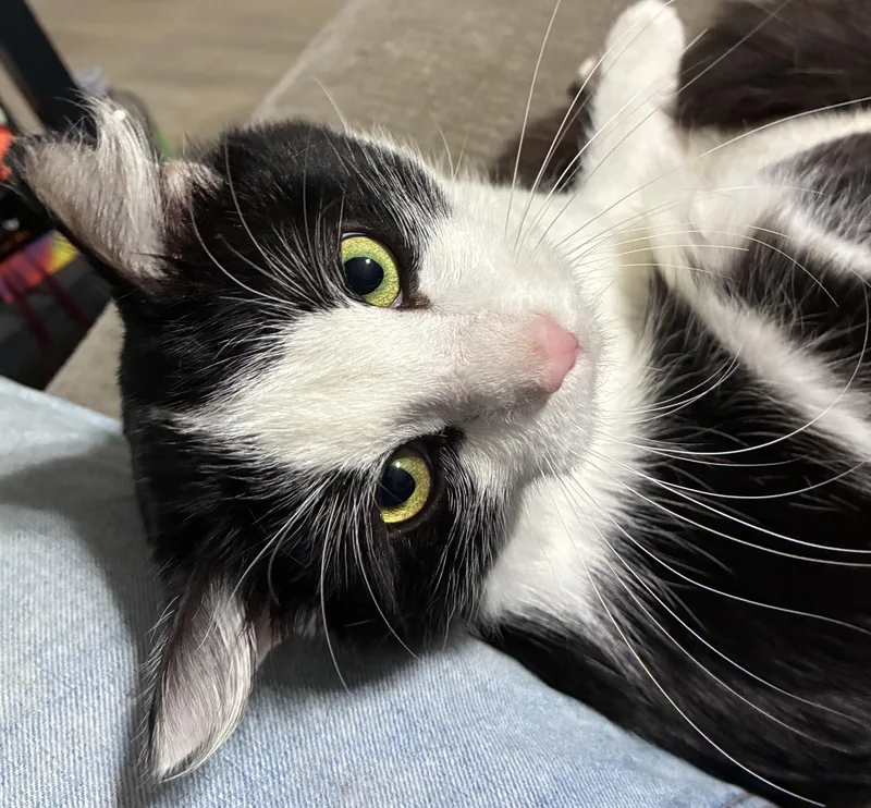 Mr. Miyagi And Poe thumbnail 2