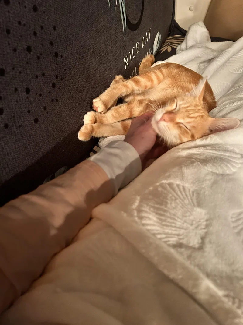 Toaster Oven thumbnail 2