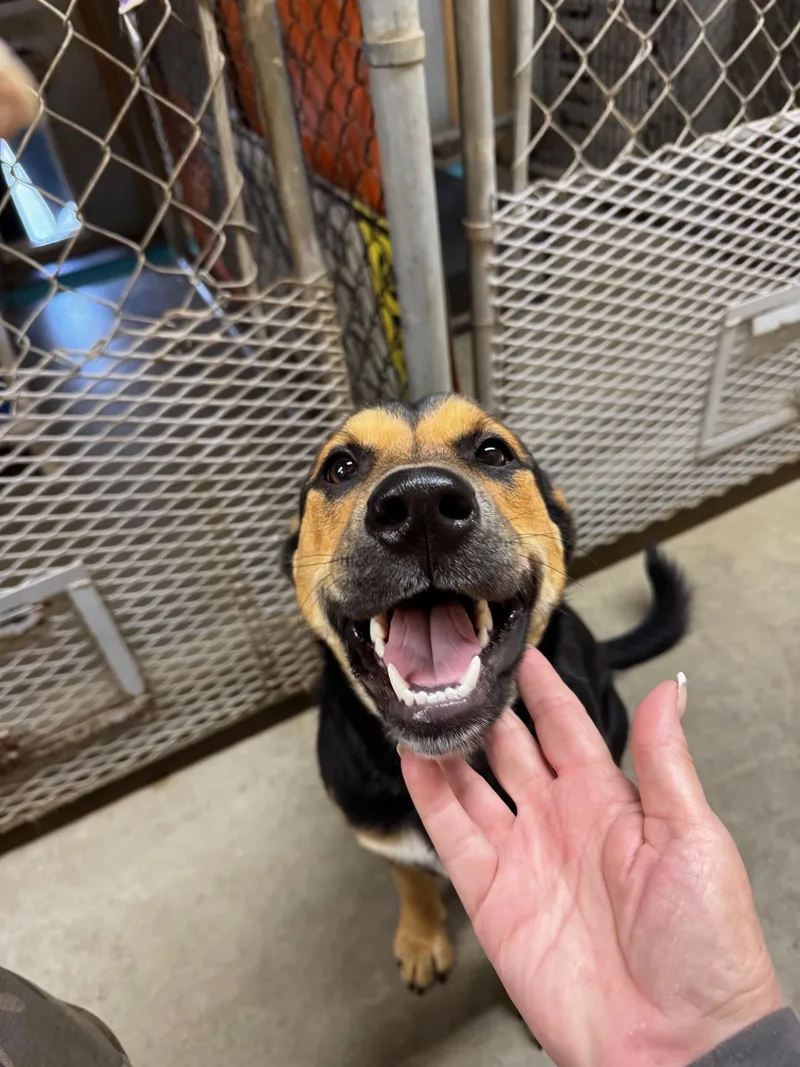 Marigold Sweet Gentle Girl!