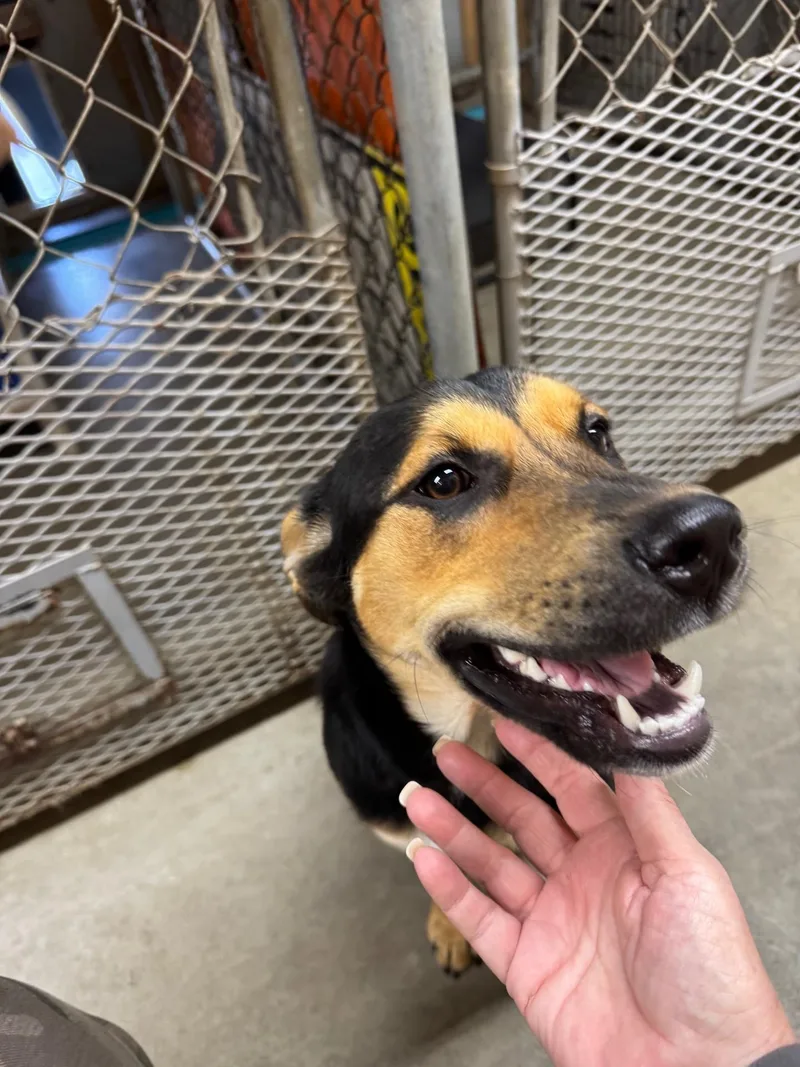 Marigold Sweet Gentle Girl! thumbnail 2