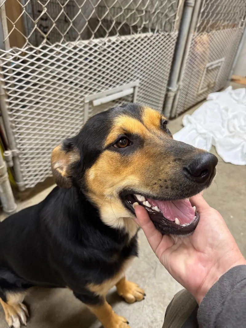 Marigold Sweet Gentle Girl! thumbnail 3