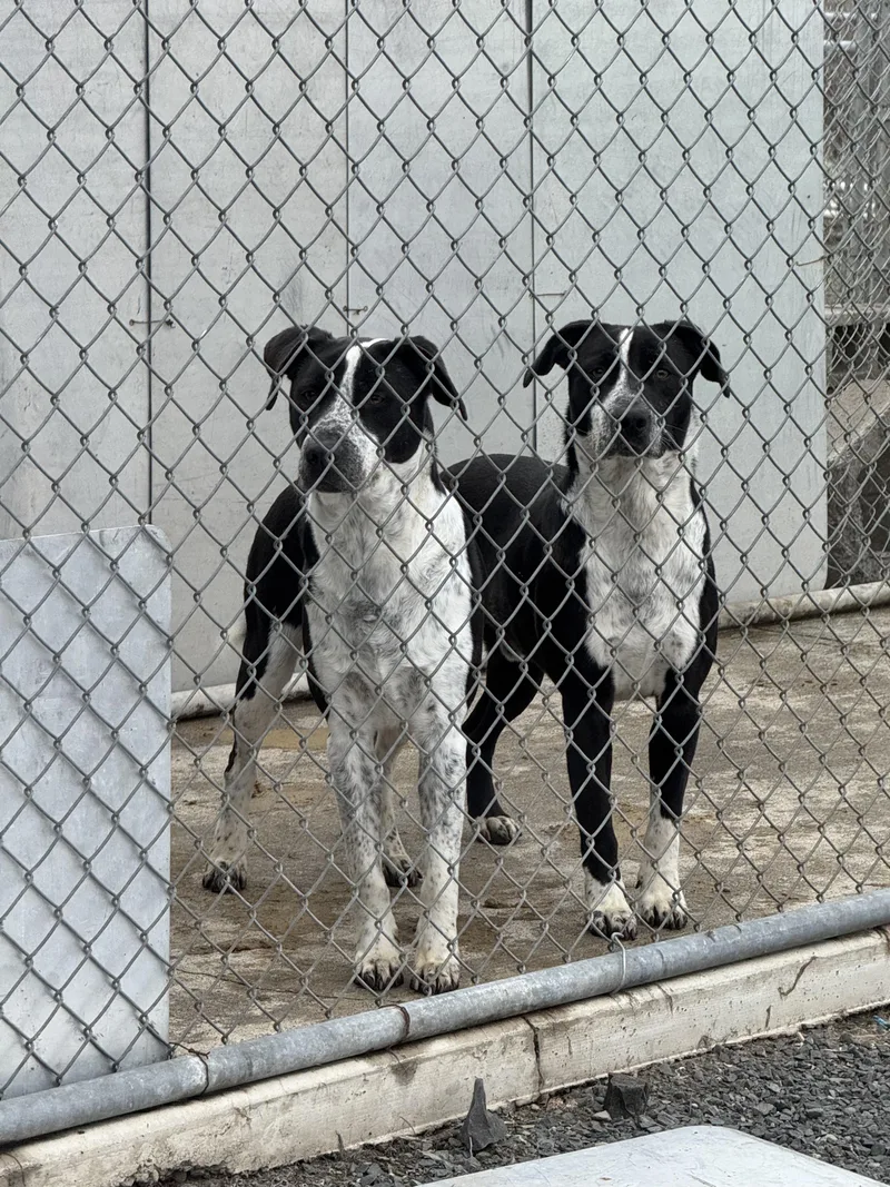 Tito  Sweet Shy thumbnail 2