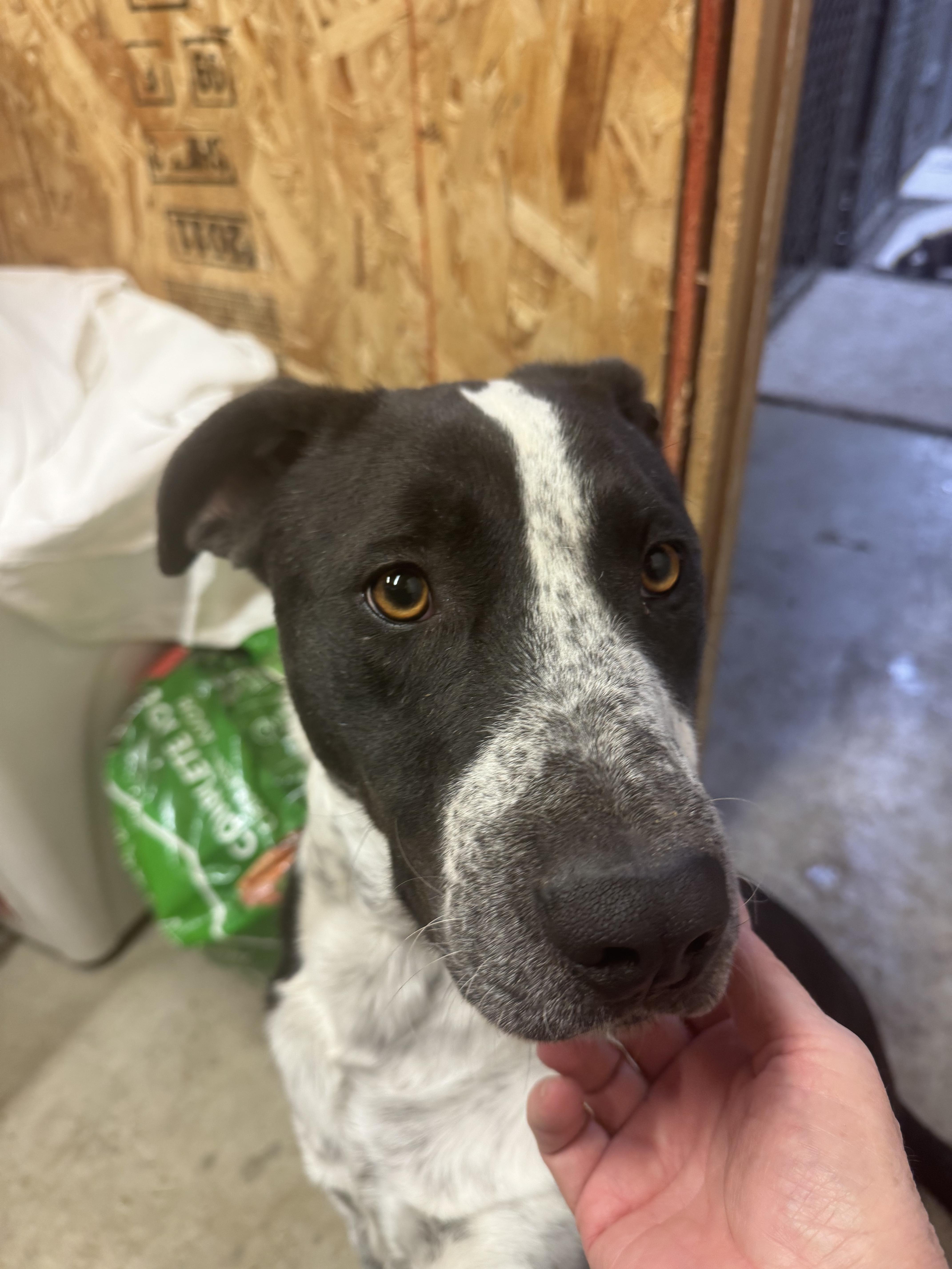 Tito  Sweet Shy thumbnail 3