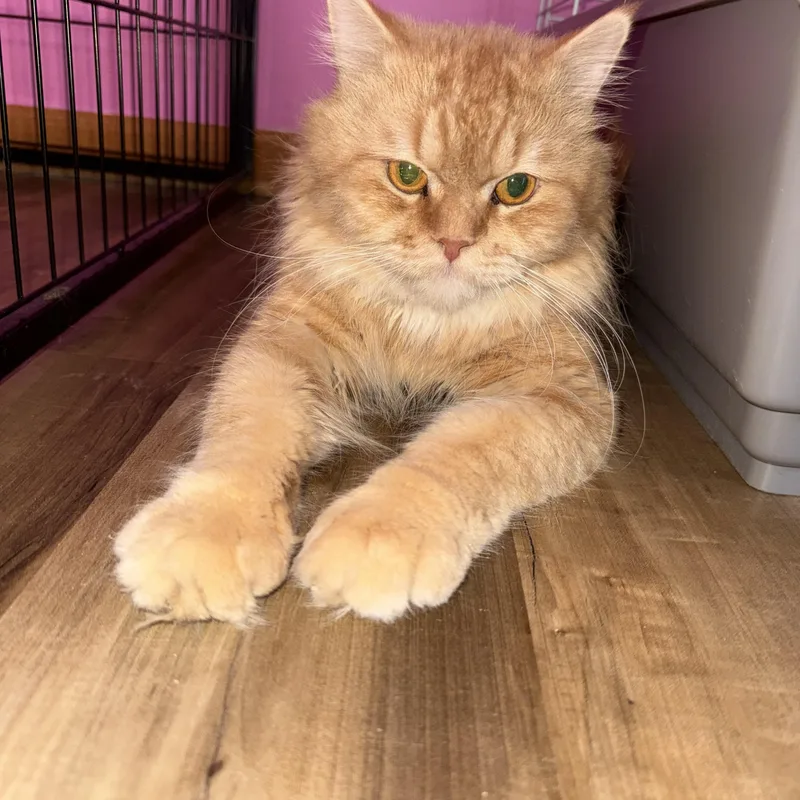 Burtukal thumbnail 2