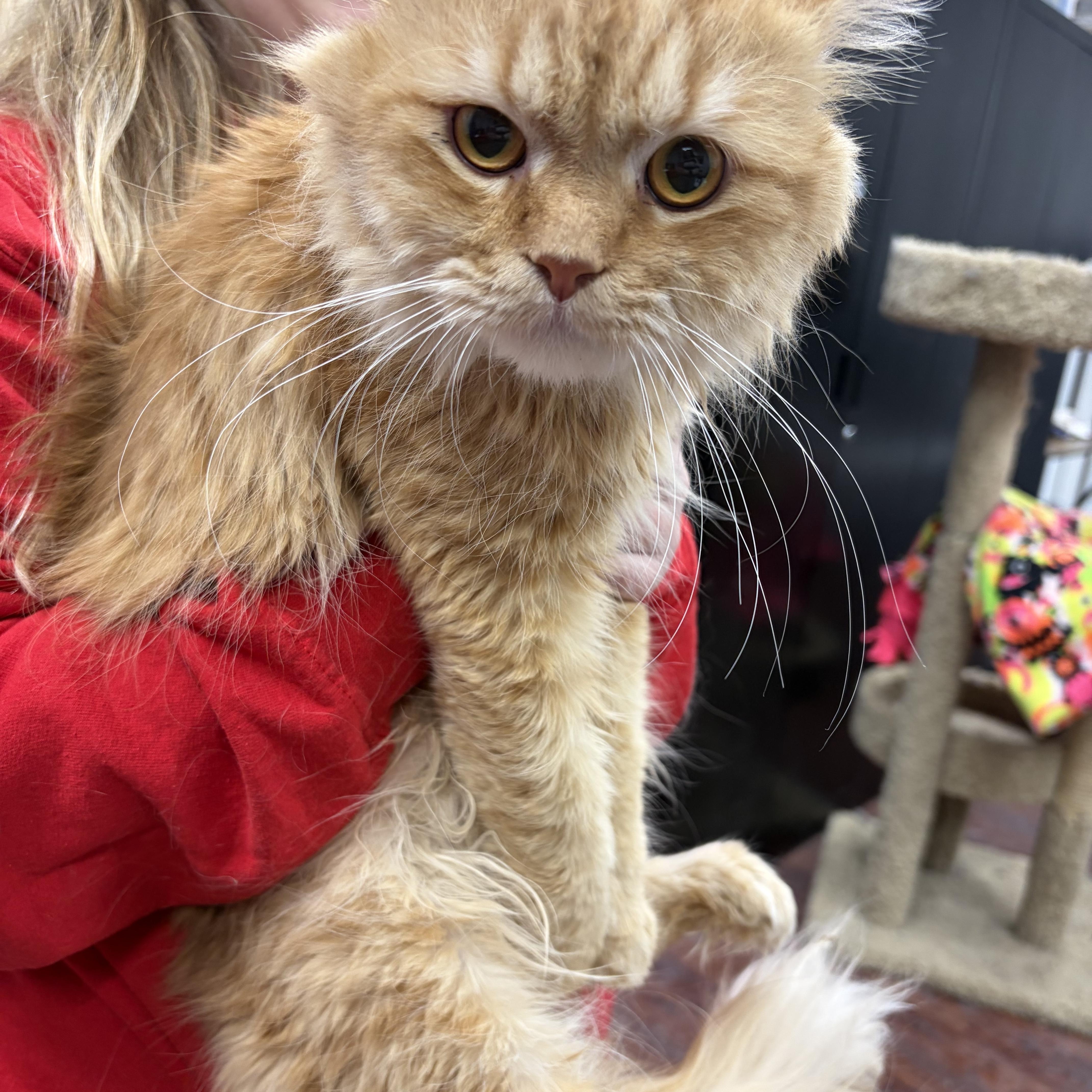 Burtukal thumbnail 3