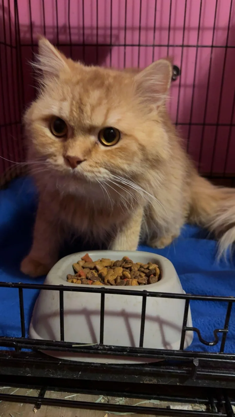 Burtukal thumbnail 4