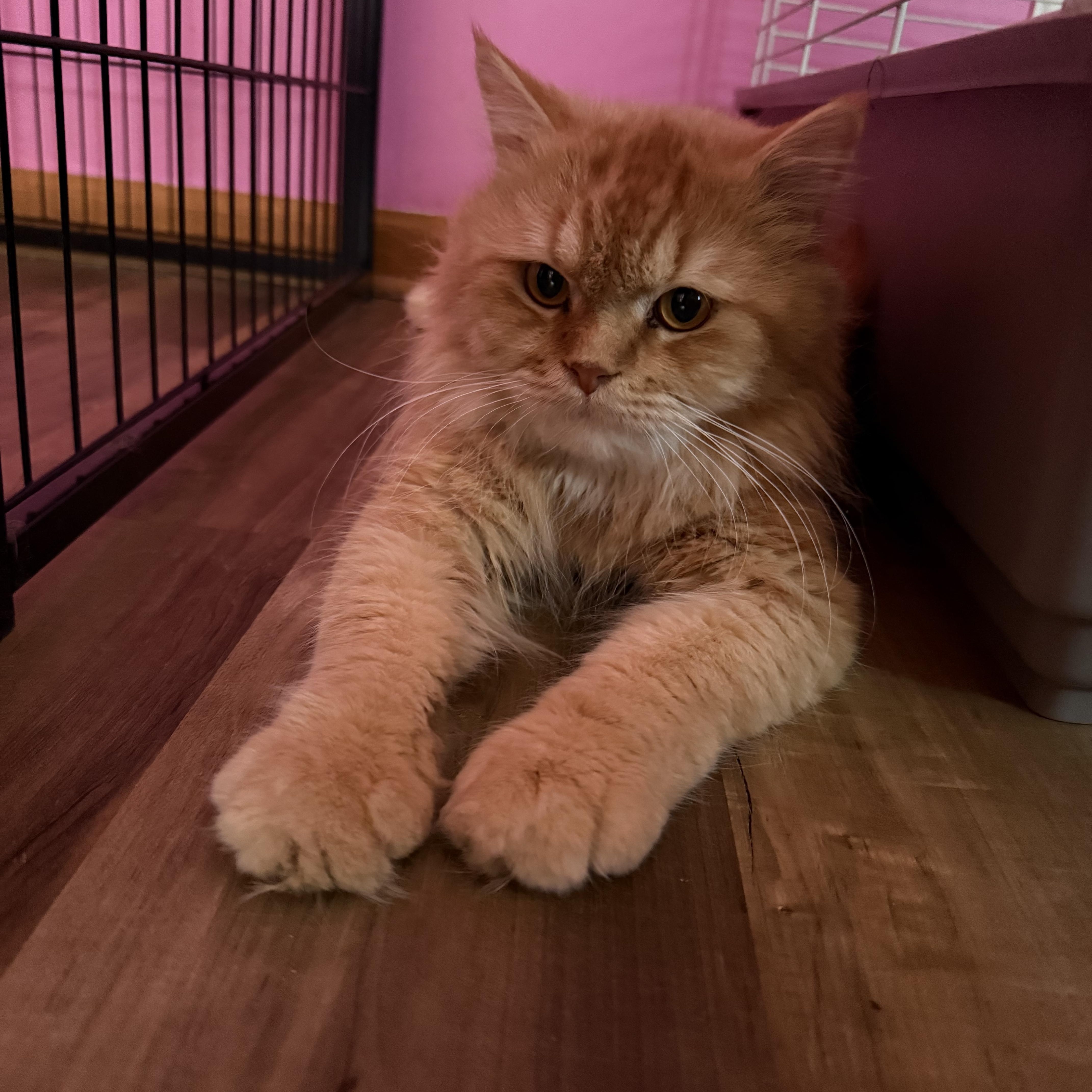 Burtukal thumbnail 5