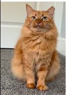 Georgia Ii thumbnail 2