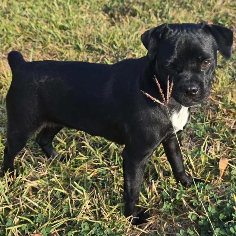 An adult small-sized female Black Pug dog named Zuri for adoption in West Islip, NY
