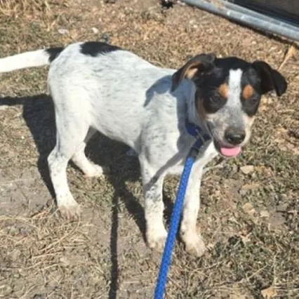 A young medium-sized female White / Cream Cattle Dog dog named Kendra for adoption in West Islip, NY