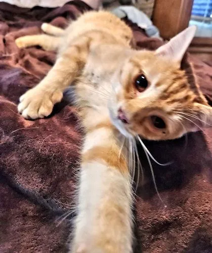 Wonder Boy thumbnail 2