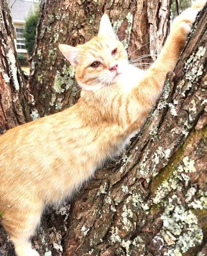 Wonder Boy thumbnail 3