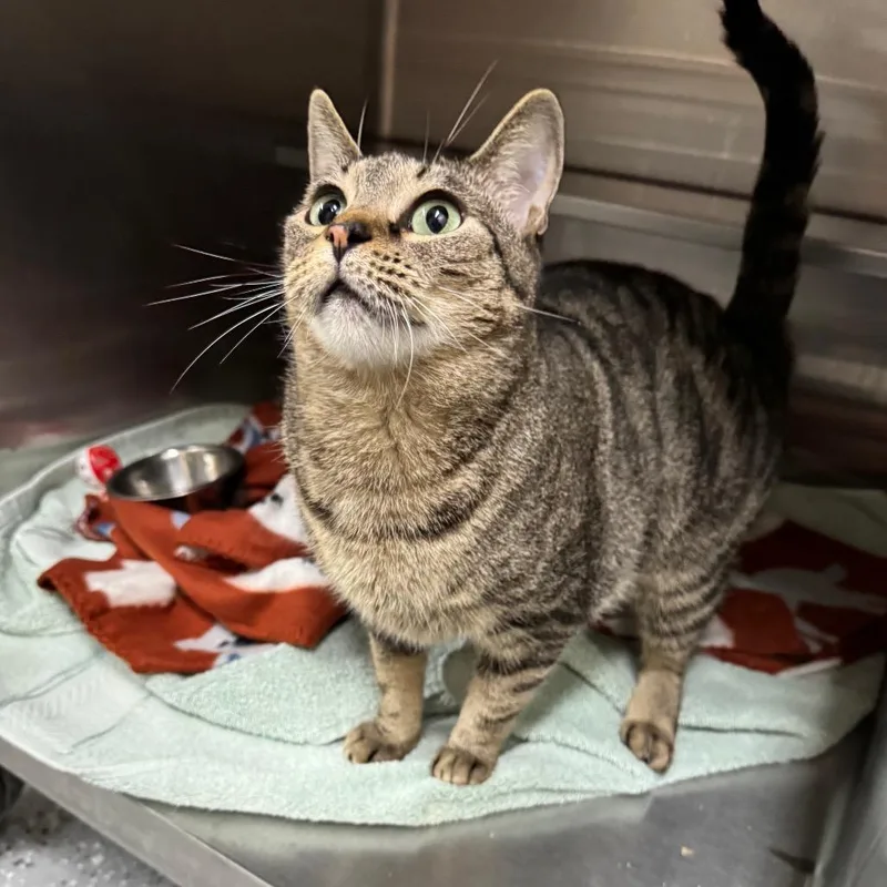 Proserpina thumbnail 2