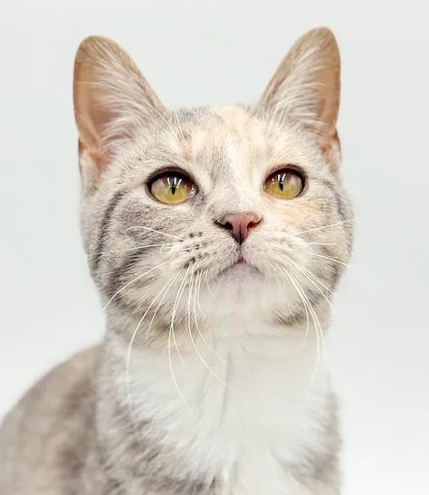 Daphne Is A Darling thumbnail 2