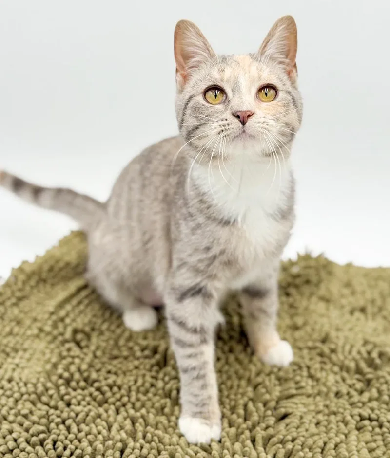 Daphne Is A Darling thumbnail 4