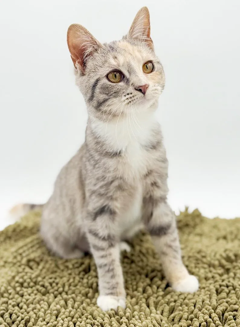 Daphne Is A Darling thumbnail 5