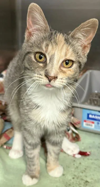 Daphne Is A Darling thumbnail 6