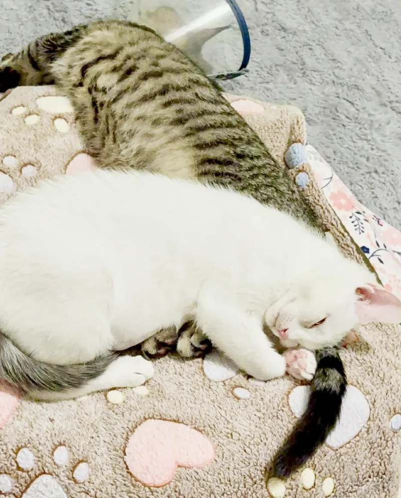 Little Girl And Sylvia! thumbnail 4