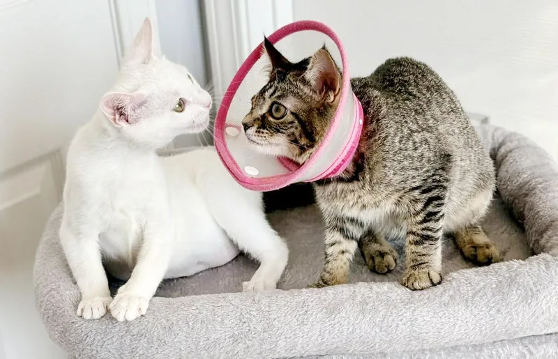 Little Girl And Sylvia! thumbnail 6