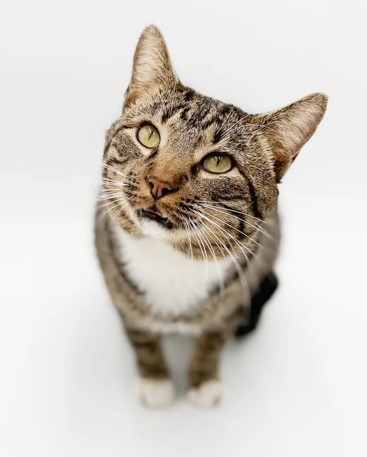 Romeo Is Ridiculously Sweet!! thumbnail 3