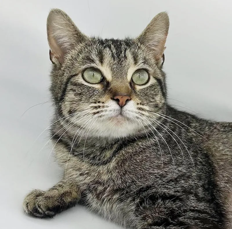 Tabbi Is A Treat! thumbnail 2