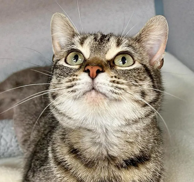 Tabbi Is A Treat! thumbnail 3