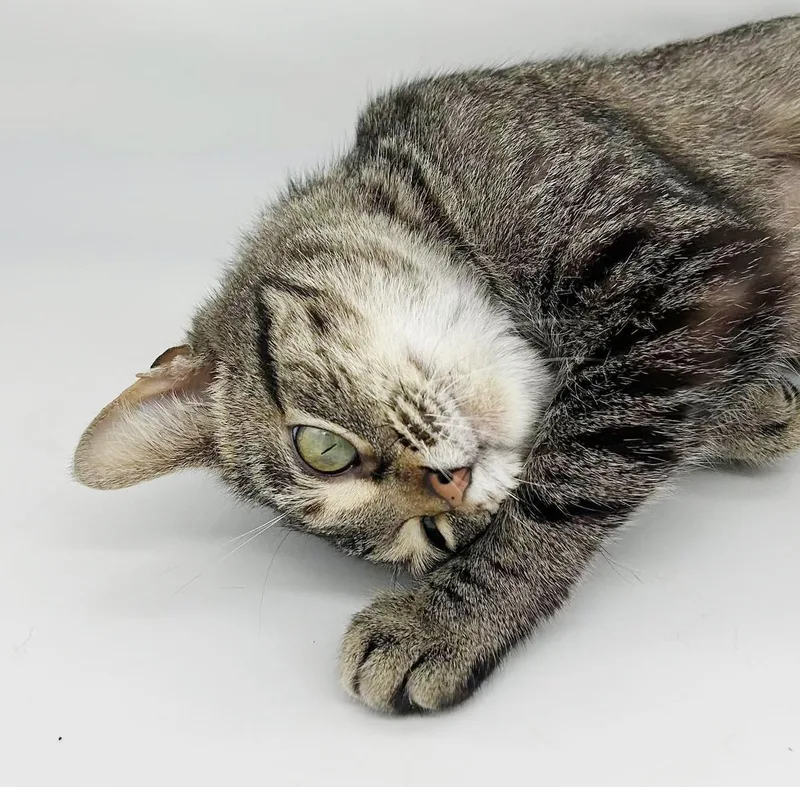 Tabbi Is A Treat! thumbnail 4